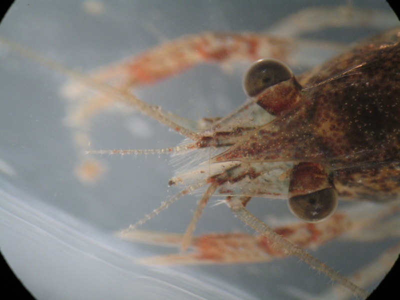 Procambarus clarkii : piccoli killer crescono